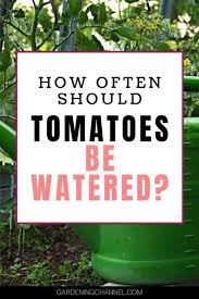 How often should you water tomato seedlings? How Often Should Tomatoes Be Watered Gardening Channel