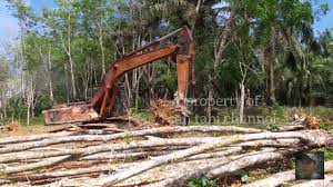 Penanaman getah jenis hevea brazilllianis,meliputi hampir 2 juta hektar kawasan pertanian malaysia (85 % terdapat di kaki bukit semenanjung malaysia).negeri pengeluar utama ialah kedah,perlis,johor,perak. Replanting Karet Getah Di Malaysia Youtube