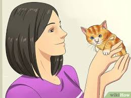 Comment éduquer votre chaton ? Comment Eduquer Un Chaton Avec Images Wikihow
