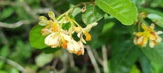 Image result for Grewia microthyrsa