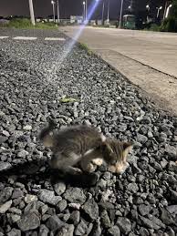 While driving, I found this kitten