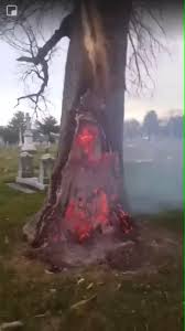1488 romaine creek road fenton, mo 63026. Tree Lit Twisted By Lightning St Peter Paul Cemetery St Louis Mo Video In Comments Natureisfuckinglit