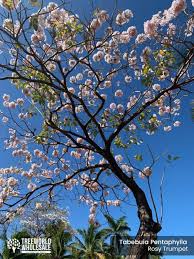 Image result for Handroanthus