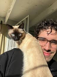 Kitty Rescue and Cat Adoption