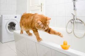 Share the best gifs now >>>. Cat Baths 6 Things You Should Not Do Catster