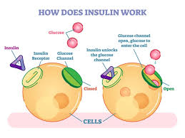 Physiologic basis for predicting insulin demand evoked by composite meals. Diabetes New Test Could Detect The Disease Much Earlier