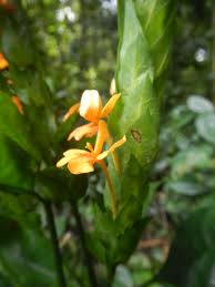 Image result for Lankesteria