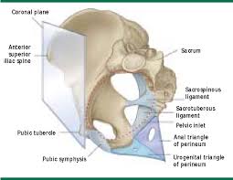 The bony pelvis & gender differences in pelvic anatomy. Pdf Contemporary Views On Female Pelvic Anatomy Semantic Scholar