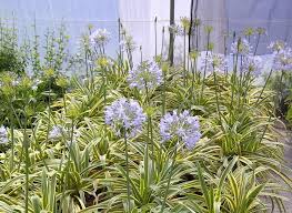 Image result for Agapanthus praecox