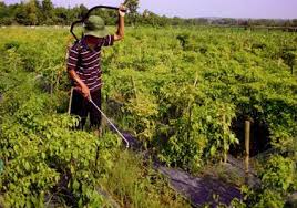Kisar semua bahan a dalam pengisar (blender). Cara Membuat Herbisida Organik Racun Rumput Dan Ramah Lingkungan