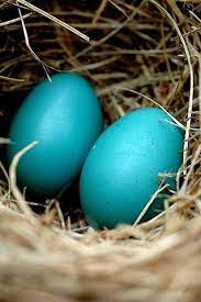 The first recorded use of robin egg blue as a color name in english was in 1873. Private Eye Twins Via Carnival Of Light Blue Eggs Robins Egg Beautiful Birds
