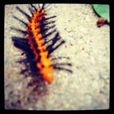 Fort myers · naples · punta gorda · lakeland. Tempco Pest Control Tempcopest Twitter