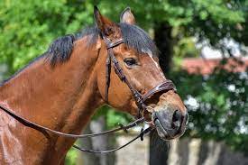 What Is The Average Lifespan Of A Horse Canna Pet