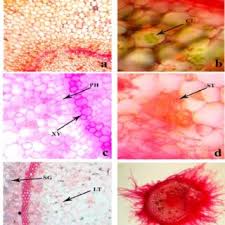 Image result for Cynanchum mulanjense