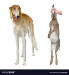 American Sighthound Field Association, ASFA,