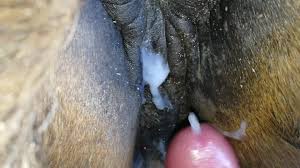 cum on horse pussy