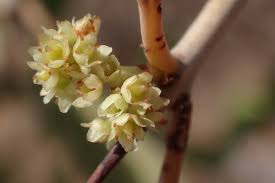 Image result for Gymnosporia tenuispina