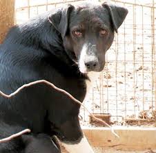 How to work for aspca. Aspca American Society For The Prevention Of Cruelty To Animals