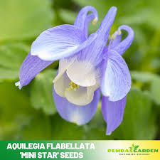 Image result for Aquilegia flabellata ministar