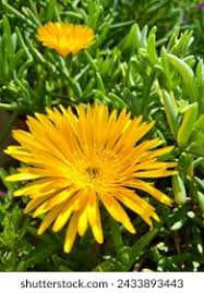 Image result for Lampranthus spp.