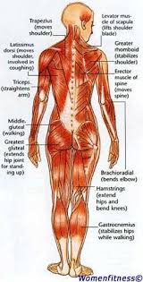 The back contains the spinal cord and spinal column, as well as three different muscle groups. View 16 Woman Back Muscle Anatomy