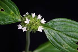 Image result for Spermacoce natalensis