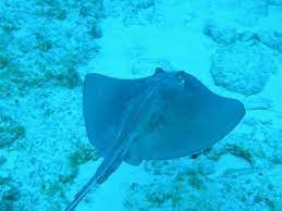 Maybe you would like to learn more about one of these? Razza Pesce Pesce