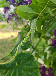 My clematis does not flower. I Don T Know Why But The Way My Cucumber Is Holding Onto My Clematis Is Very Cute To Me Album On Imgur