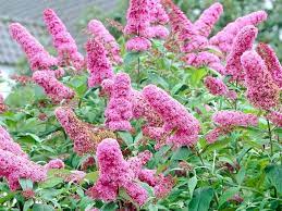 Search the plants in the online shop by main flower colour. Gardens4you Flower Bulbs And Perennial Plants Direct From The Growers In Holland