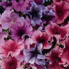 Petunia Daddy Series Flower Garden Seed 1000 Pelleted Seeds Color Mix Blooms Single Grandiflora Petunias A Petunia Flower Flower Seeds Annual Flowers