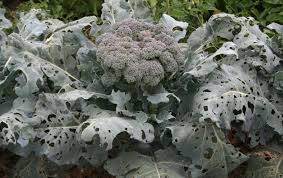 Maybe you would like to learn more about one of these? Broccoli Diseases And Pests Description Uses Propagation