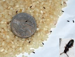 Rice weevil larvae ^ rice weevils start their life as a small caterpillar (larvae) which typically hatches on a food like wheat grain, seeds or nuts. Weevils In Rice Resized 600 Pest Management Pest Solutions Insect Control