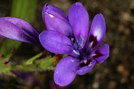 Image result for Babiana bainesii