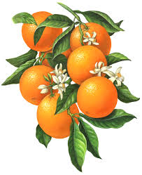Botanical Art An Orange Branch Illustration Of Six Oranges With Orange Blossoms And Leaves Fruit Painting Fruit Illustration Orange Art