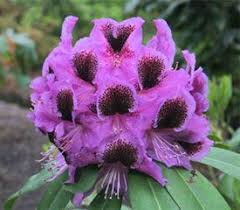 Rhododendron Abe Arnott Rhododendron Plant Rhododendron Plants