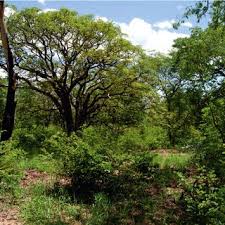 Image result for Diplorhynchus condylocarpon