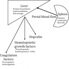 • in the thoracic part of the abdomen • behind the diaphragm. Figure 1 From Hematologic Manifestations Of Liver Disease Semantic Scholar