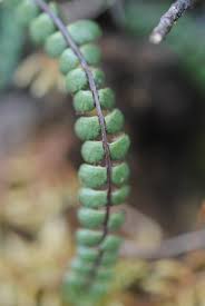 Image result for Asplenium cancellatum