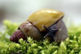 Image result for Hirtella zanzibarica