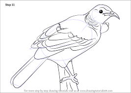 Bottom corner says 1971 stapco, ny printed for cunningham art products. Learn How To Draw A Tui Bird Birds Step By Step Drawing Tutorials