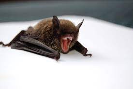 Bats might not be as scary as you think. How Do Bats Get In My House Sigma Pest Control