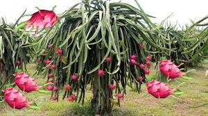 Dragon Fruit Planting Experiment Dragon Fruit Garden Youtube Dragon Fruit Garden Fruit Garden Fruit Plants