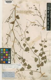 Image result for Commicarpus helenae