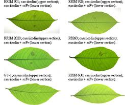 Image result for Hevea brasiliensis