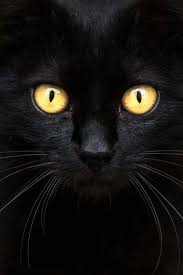Big Black Cat Yellow Eyes Pin Van Patricia Stephenson Op Poezen En Kittens Katje Katten Katten Zwarte Katten