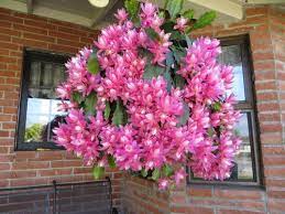 Explore discussions featured home discussions featured garden discussions. Epiphyllum Hybrid German Empress Orchid Cactus