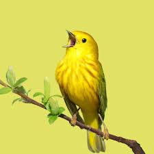 Bird Bird Bird Is The Word Song Bird Academy The Cornell Lab Bird Ornithology Robin Bird