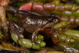 Image result for Microchloa afra