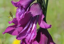 Image result for Gladiolus hollandii