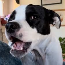 Dylan Lamm (@dyeitpepsi)